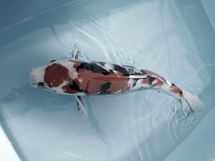 Killikus&reg; Fotographie